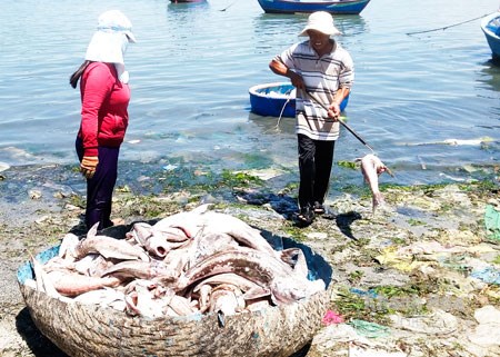 Liên tiếp khoảng 1 tuần qua, tình trạng cá nuôi chết hàng loạt liên tục xảy ra tại nhiều vùng biển ở tỉnh Khánh Hòa. (Thời sự sáng 08/8/2016)